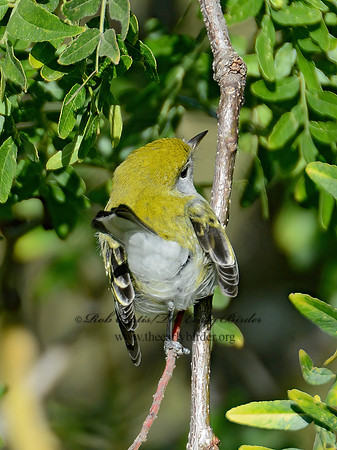 Setophaga pennsylvanica  CHESTNUT-SIDED WARBLER 9004429-1z