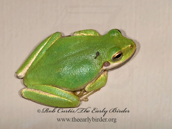 Dendophytes squirella  SQUIRREL TREE FROG 7003031 z