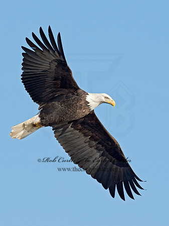 Haliaeetus leucocephalus  BALD EAGLE 9018471z
