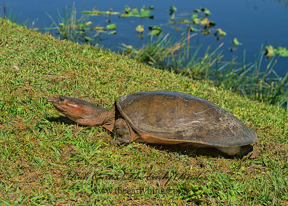 Apalone ferox  FLORIDA SOFTSHELL TURTLE 248624 z