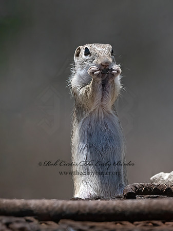 Ictidomys parvidens  RIO GRANDE GROUND SQUIRREL 3033911z