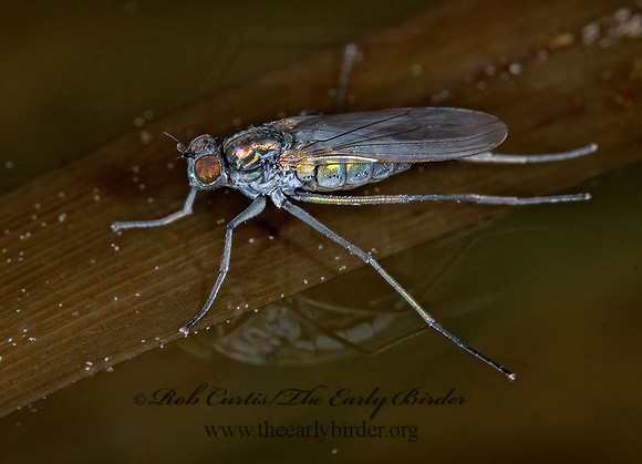 Hydrophorus  LONGLEGGED FLY 7010452 z