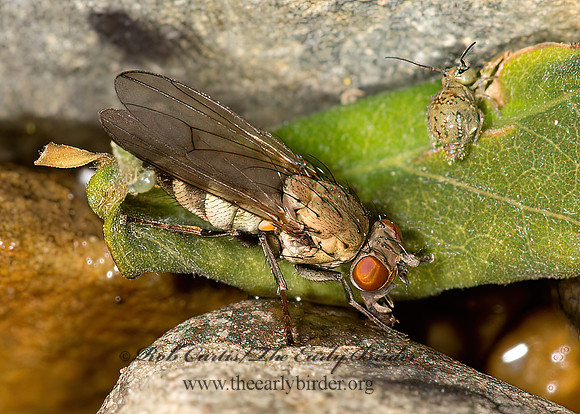 Notiphila  SHORE FLY 9032895z