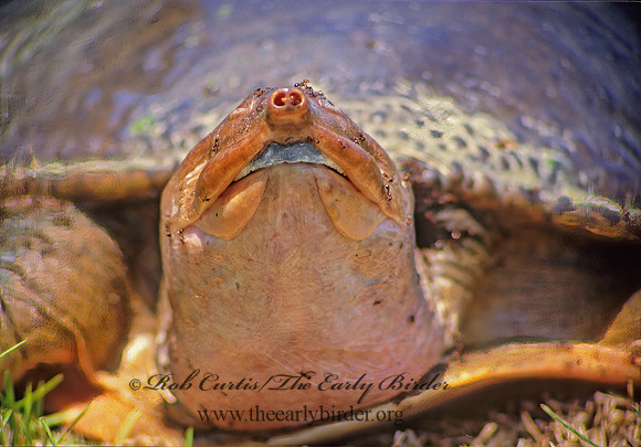 Apalone ferox  FLORIDA SOFTSHELL TURTLE 20333 z