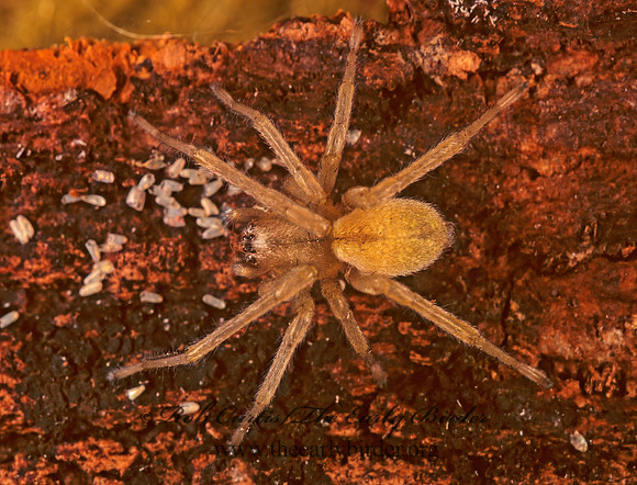 Cheiracanthium  PROWLING SPIDER 199913z