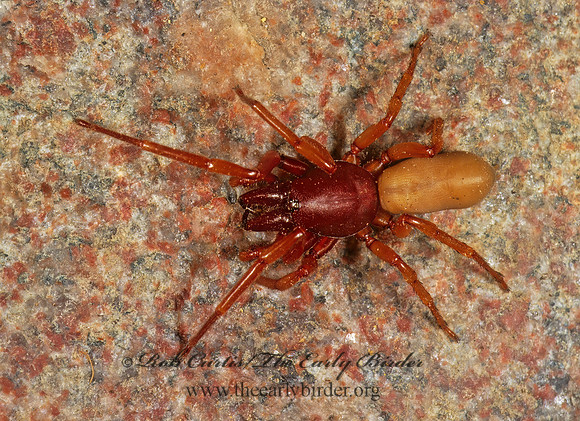Dysdera crocata  WOODLOUSE HUNTER 1112411z