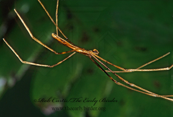 Deinopsis  OGRE-FACED SPIDER 198533z