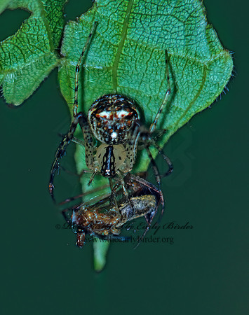 Mimetus puritanus  PIRATE SPIDER 41835z
