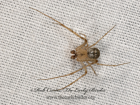 Mimetus   PIRATE SPIDER 3038944z