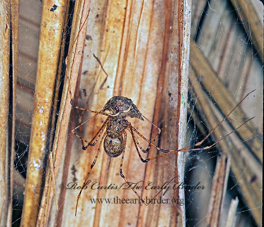 Sytodes  6-EYED CRAB SPIDER 194916z