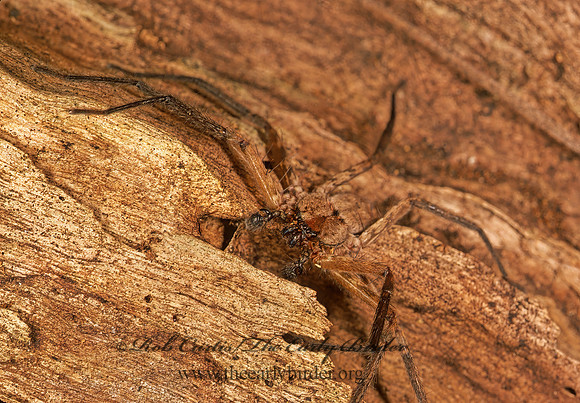 Selenops insularis  FLAT CRAB SPIDER 248601z