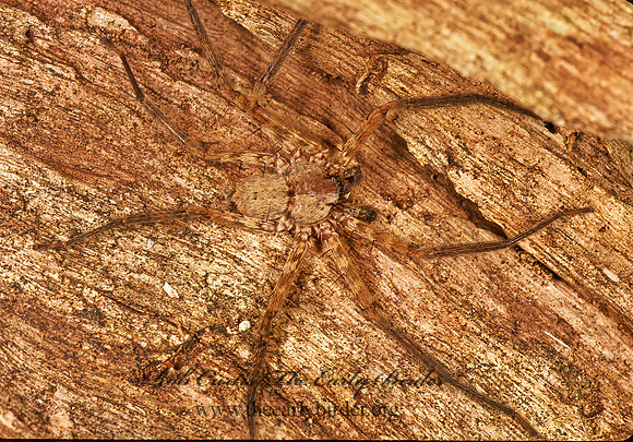 Selenops insularis  FLAT CRAB SPIDER 248602z