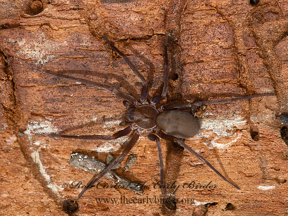 Titiotus  FALSE WOLF SPIDER 9058296z