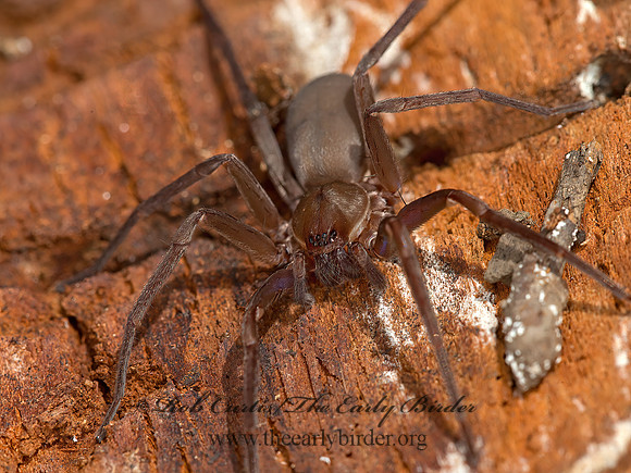 Titiotus  FALSE WOLF SPIDER 9058297z