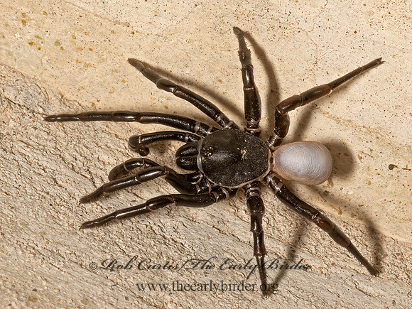 Ummidia  CORK-LID TRAPDOOR SPIDER 3032398z