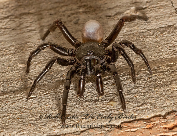 Ummidia  CORK-LID TRAPDOOR SPIDER 3032400z