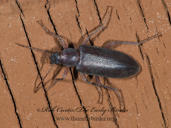 Eupsophulus castaneus 6025060z