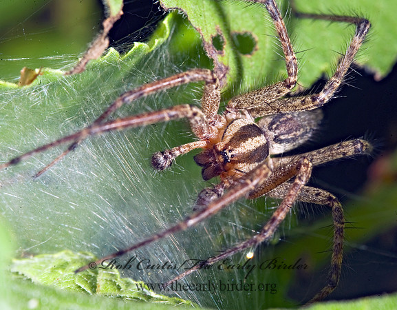 Agelenopsis  FUNNEL-WEB SPIDER 8007770