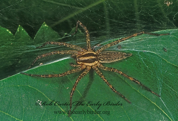 Agelenopsis  244328z