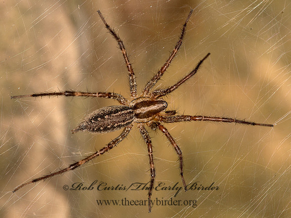 Agelenopsis  FUNNEL-WEB SPIDER 9041687