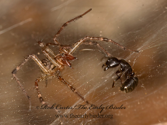 Agelenopsis  FUNNEL-WEB SPIDER 9041689z