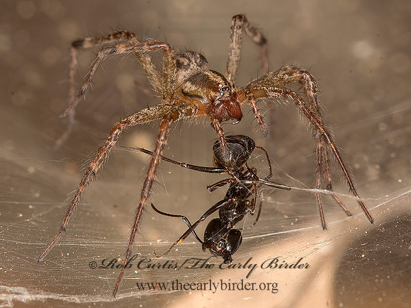 Agelenopsis  FUNNEL-WEB SPIDER 9041691