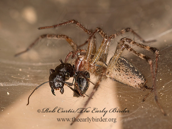 Agelenopsis  FUNNEL-WEB SPIDER 9041692
