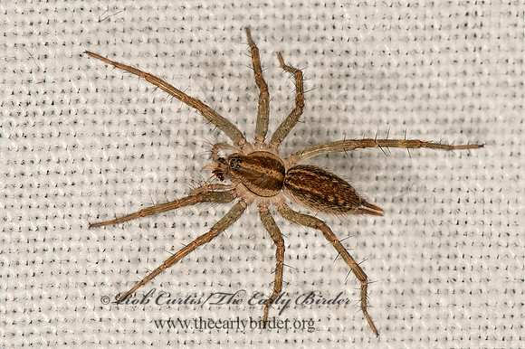 Agelenopsis  FUNNELWEB SPIDER 9066619
