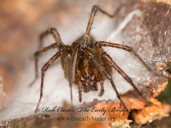 Agelenopsis  FUNNEL-WEB SPIDER 9041742