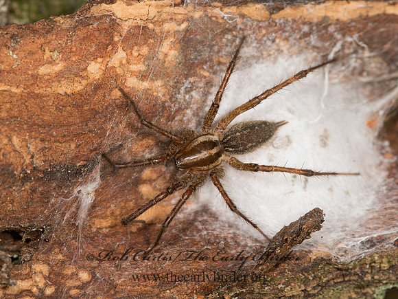 Agelenopsis  FUNNEL-WEB SPIDER 9041741