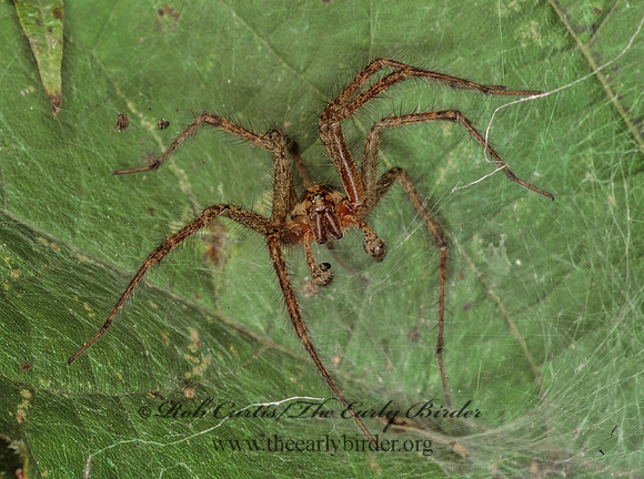 Agelenopsis 244314