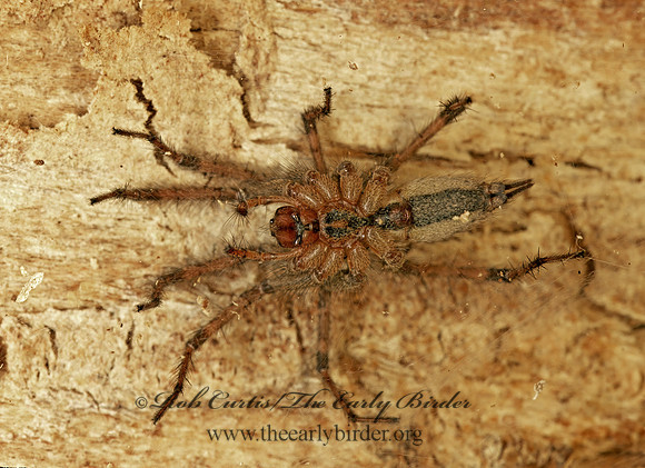 Agelenopsis 179501 F
