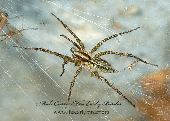 Agelenopsis pennsylvanica 5015616z