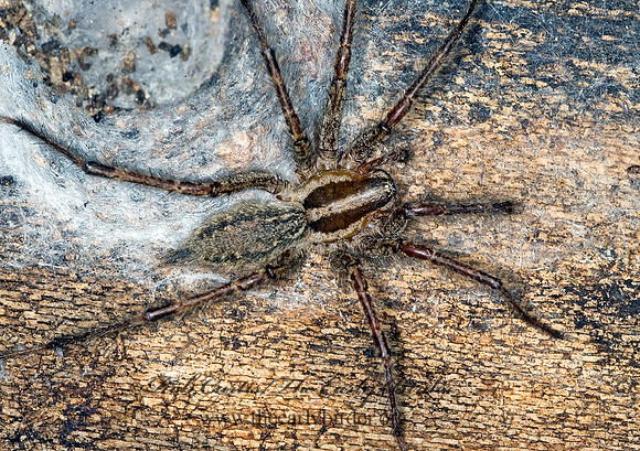 Agelenopsis pennsylvanica 5016865