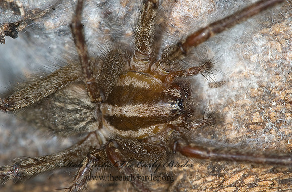 Agelenopsis pennsylvanica 5016867