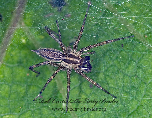 Agelenopsis pennsylvanica 6014126