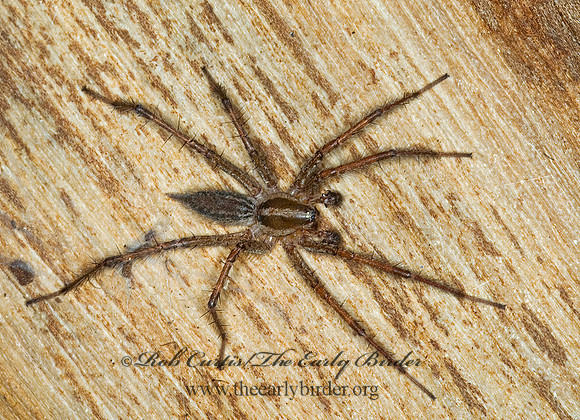 Agelenopsis pennsylvanica 6014387z