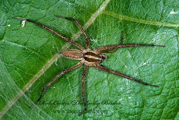 Agelenopsis pennsylvanica 6014305