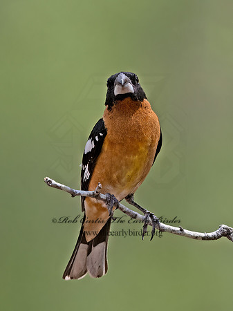 Pheucticus melanocephalus  BLACK-HEADED GROSBEAK 3037043z