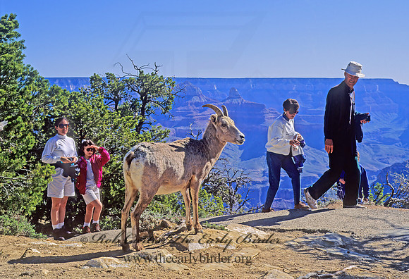 Ovis canadensis  BIGHORN SHEEP 121223z
