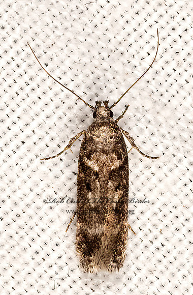 Gelechiini  TWIRLER MOTH 3036540z