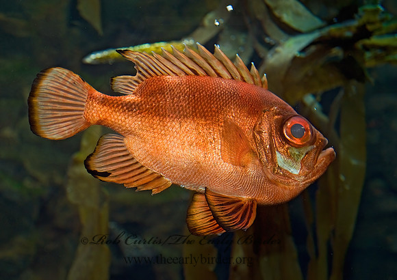 Pristigenys serrula  POPEYE CATALUFA 8016002z
