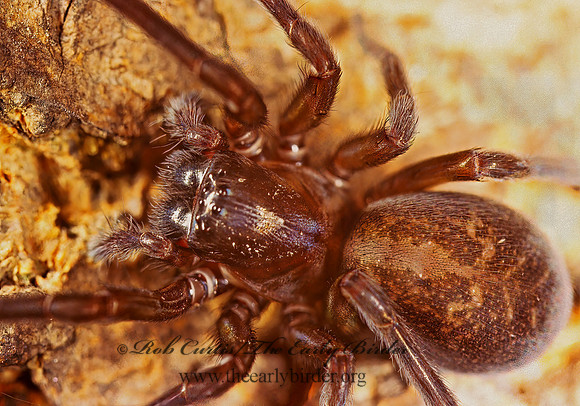 Callobius bennetti  HACKLEMESH SPIDER 213526z