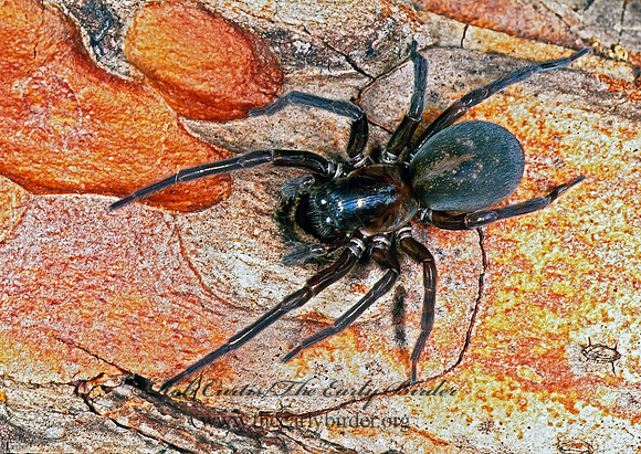 Callobius bennetti  HACKLEMESH SPIDER 1270901z