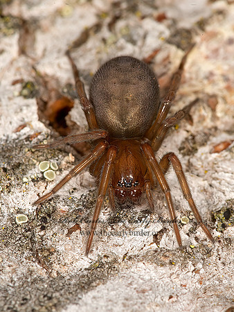 Callobius  HACKLEMESH SPIDER 9058189z