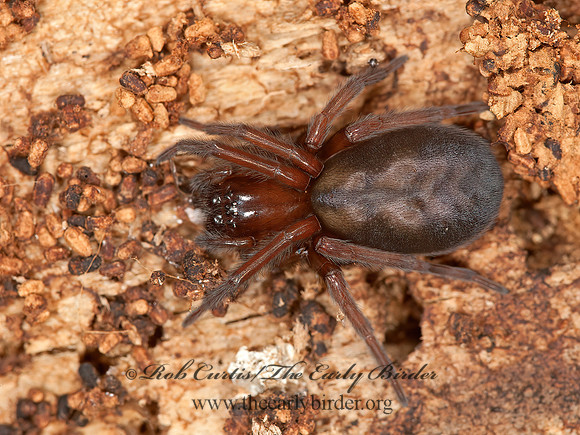 Callobius  HACKLEMESH SPIDER 8036745z