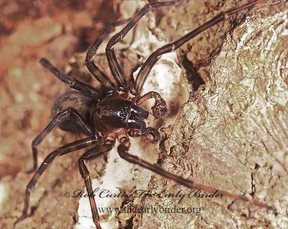Callobius bennetti  HACKLEMESH SPIDER 234125z