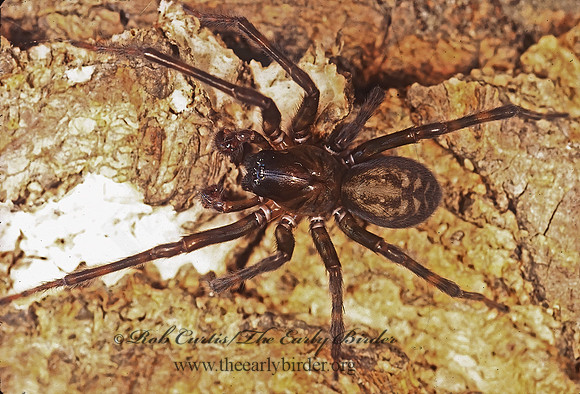 Callobius bennetti  HACKLEMESH SPIDER 234118z
