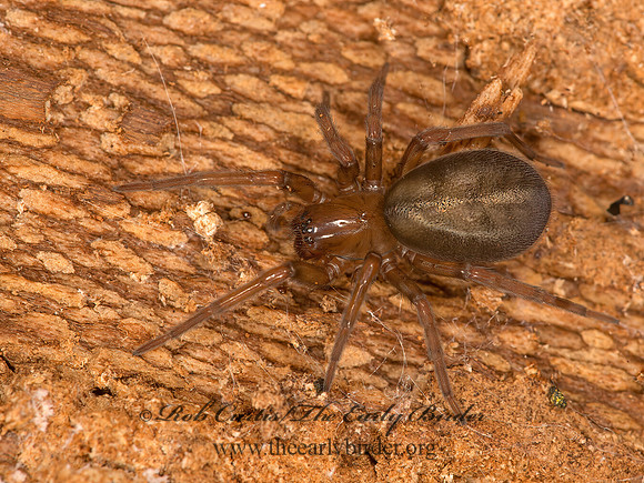 Callobius  HACKLEMESH SPIDER 9058187z