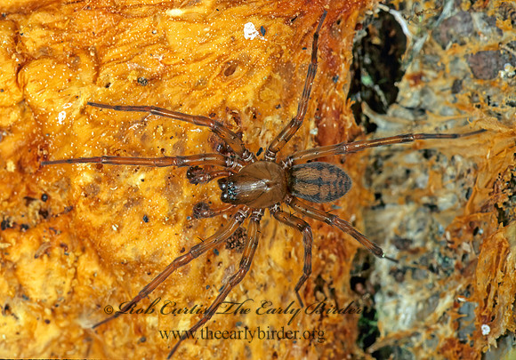 Callobius pictus HACKLEMESH SPIDER 151518z